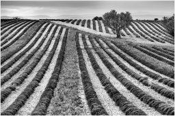 nury marc_plateau de valensole 74